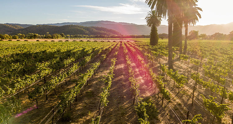Sub-Region Winemaking