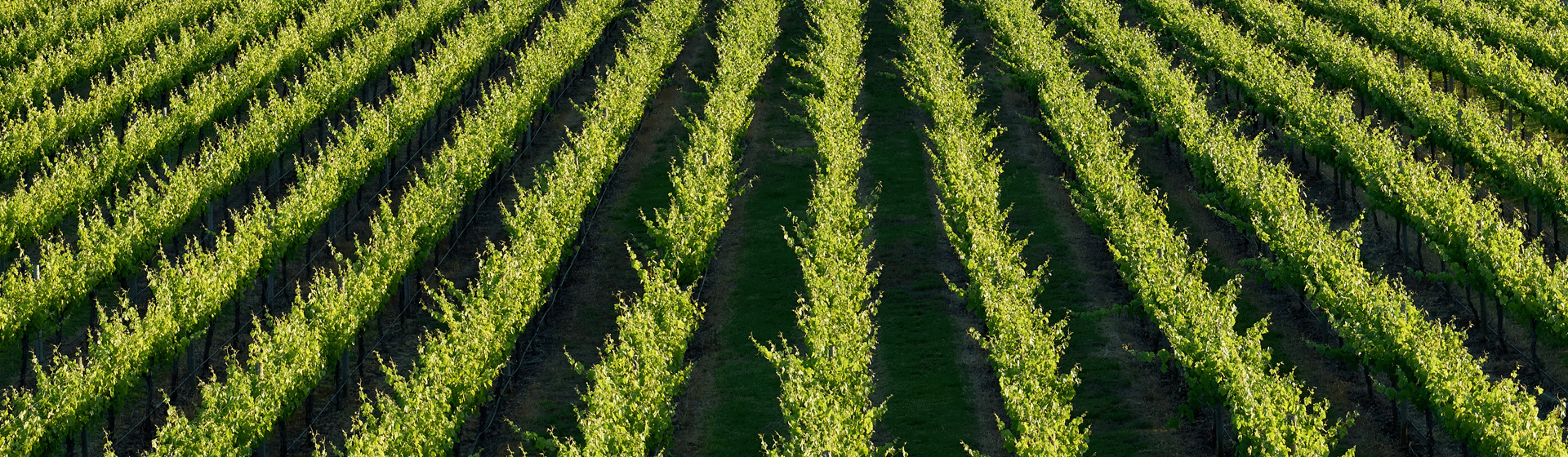 Robe Vineyard