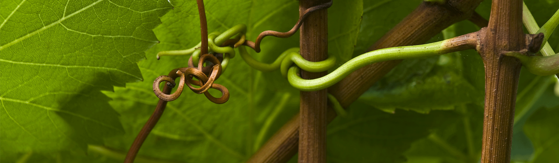 Chardonnay Grapes