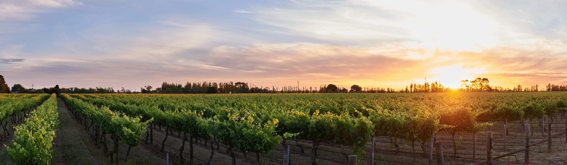 Coonawarra Vineyard