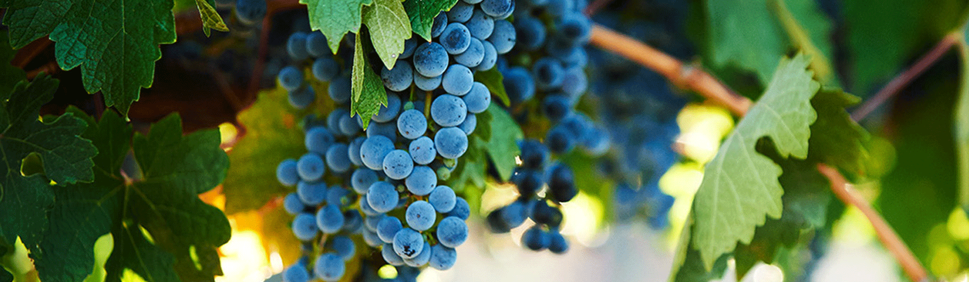 Cabernet Grapes