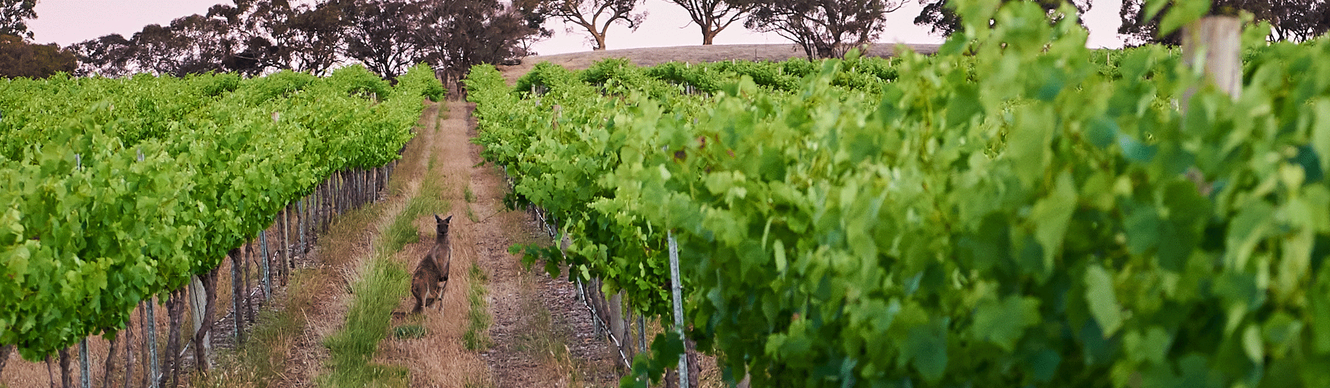 Barossa Valley Vineyards