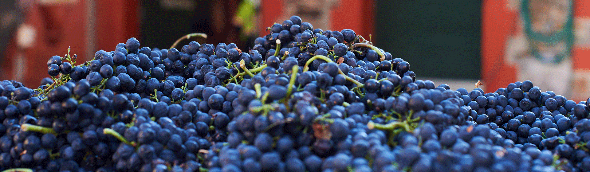 Shiraz Fruit Magill