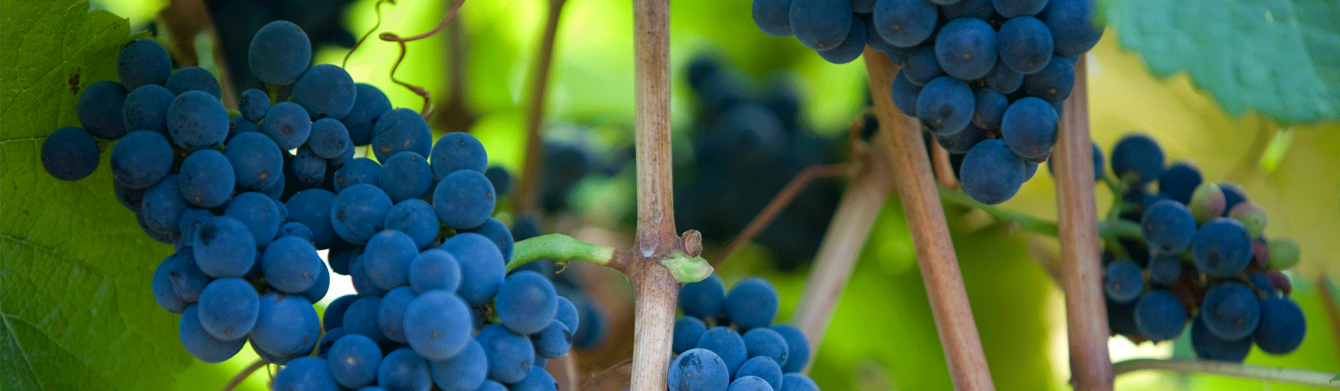Grapes